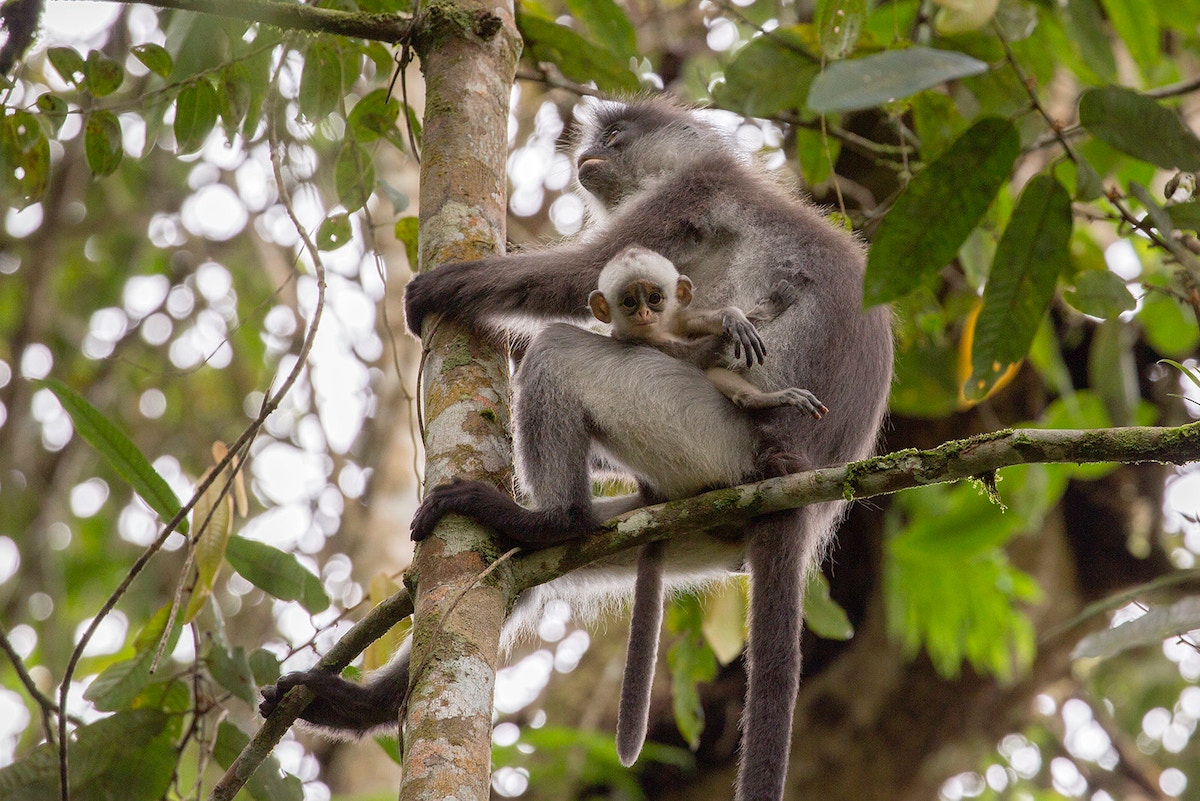 q&a:-what-the-‘underwhelming’-three-basins-summit-means-for-tropical-forests