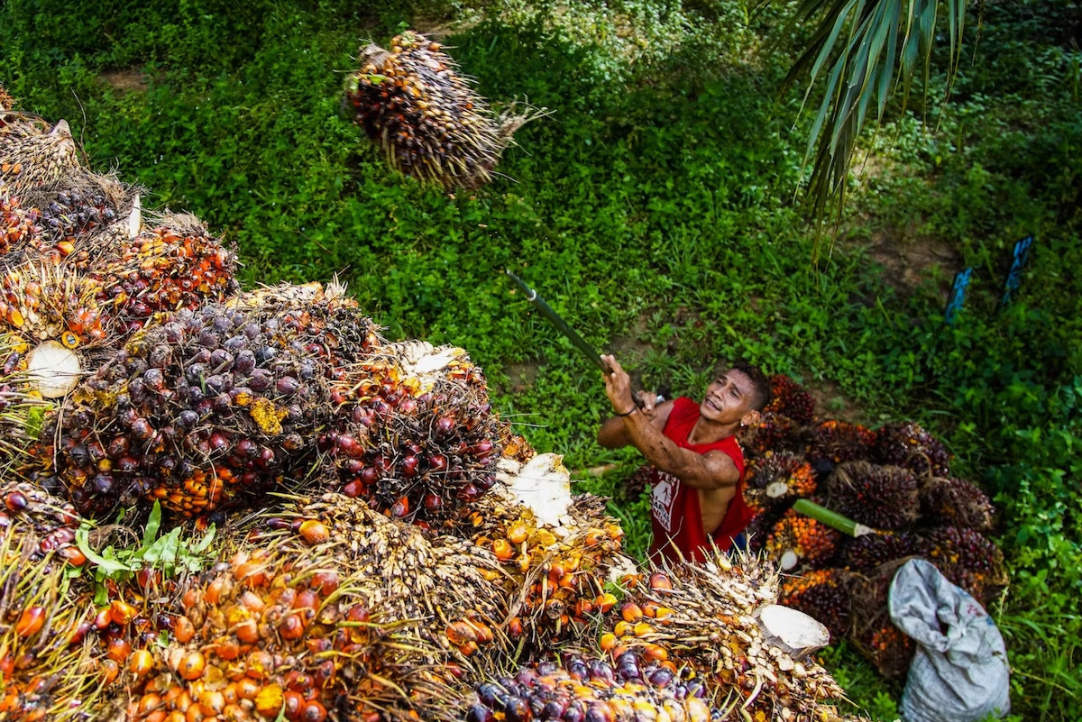 bridging-the-gap-for-smallholders-amidst-tightening-regulations