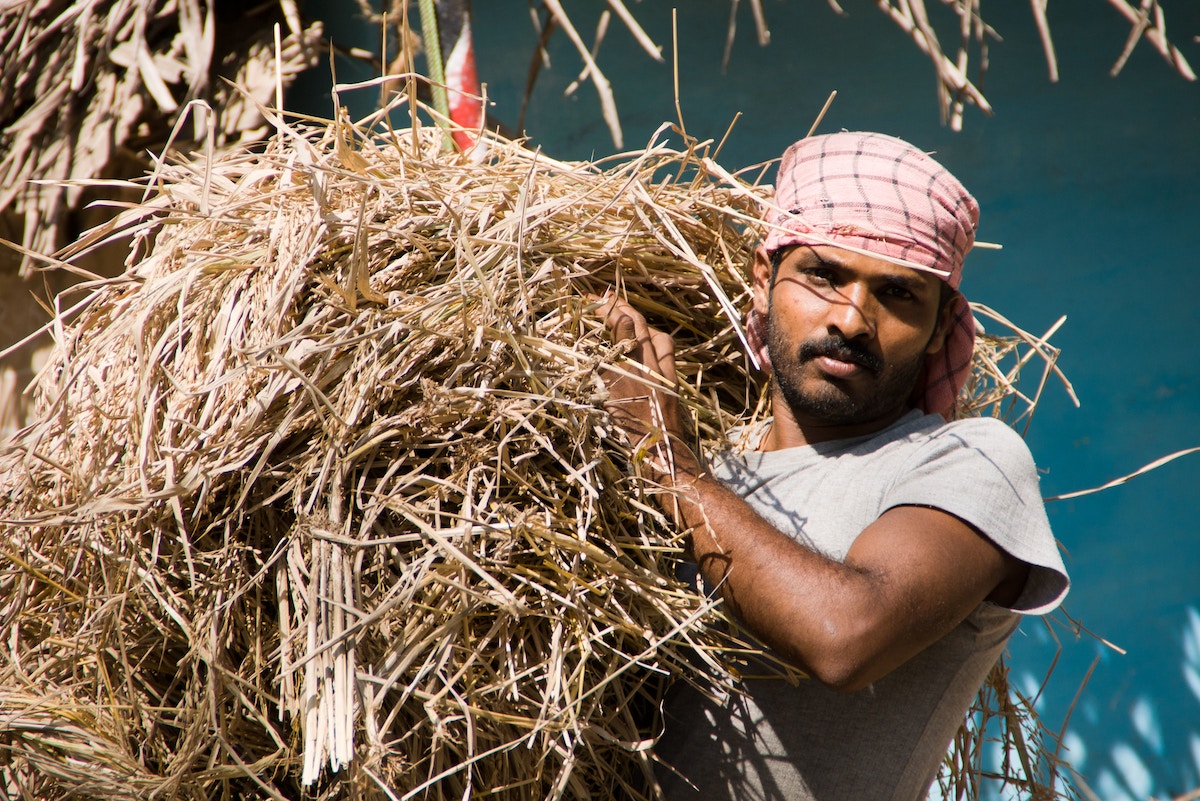 rattled-rice-importing-countries-eye-self-sufficiency