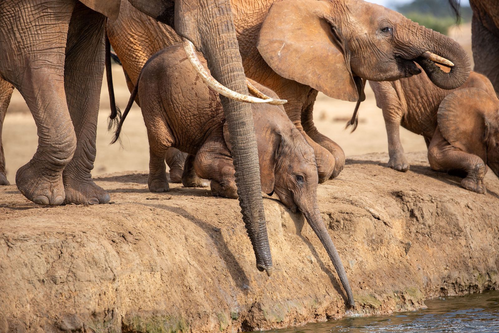 carbon-capture-&-sequestration:-the-elephants-do-it,-why-can’t-we?