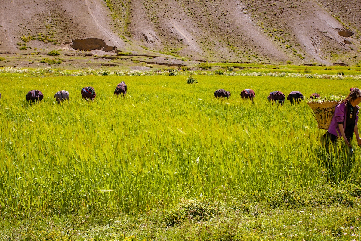 research-highlights-tenacious-pastoralists-of-the-himalayas