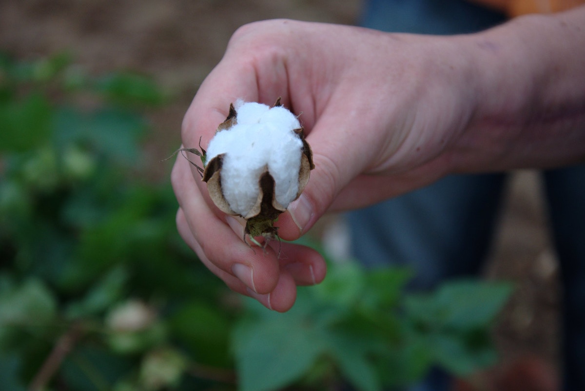 with-sustainable-cotton-in-fashion,-indian-farmers-seek-fair-price
