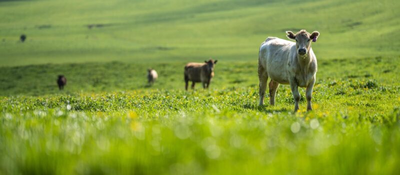 why-regenerative-agriculture-is-only-a-part-of-the-answer-to-sustainable-food-systems