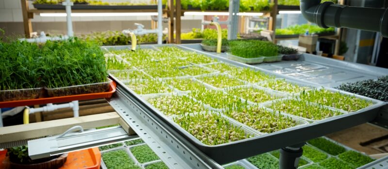 food-decarbonization-comes-of-age-at-cop28