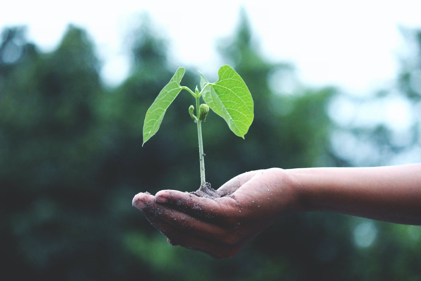 35+-easy,-free-ways-to-level-up-your-sustainability-expertise-over-the-holidays