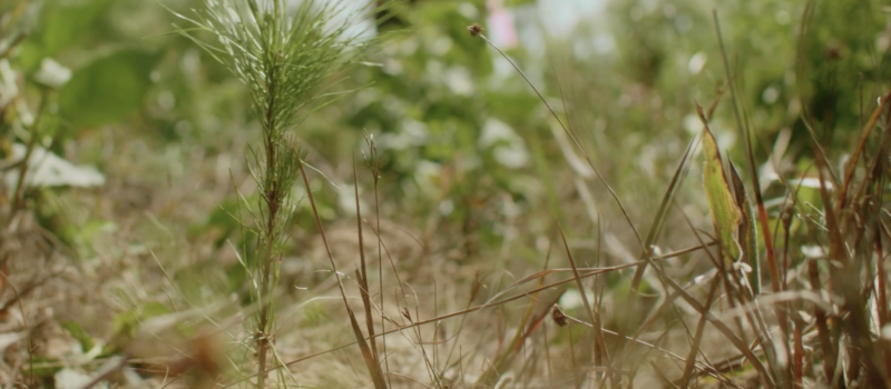 microsoft-signs-15-year-deal-to-remove-carbon-by-replacing-forests