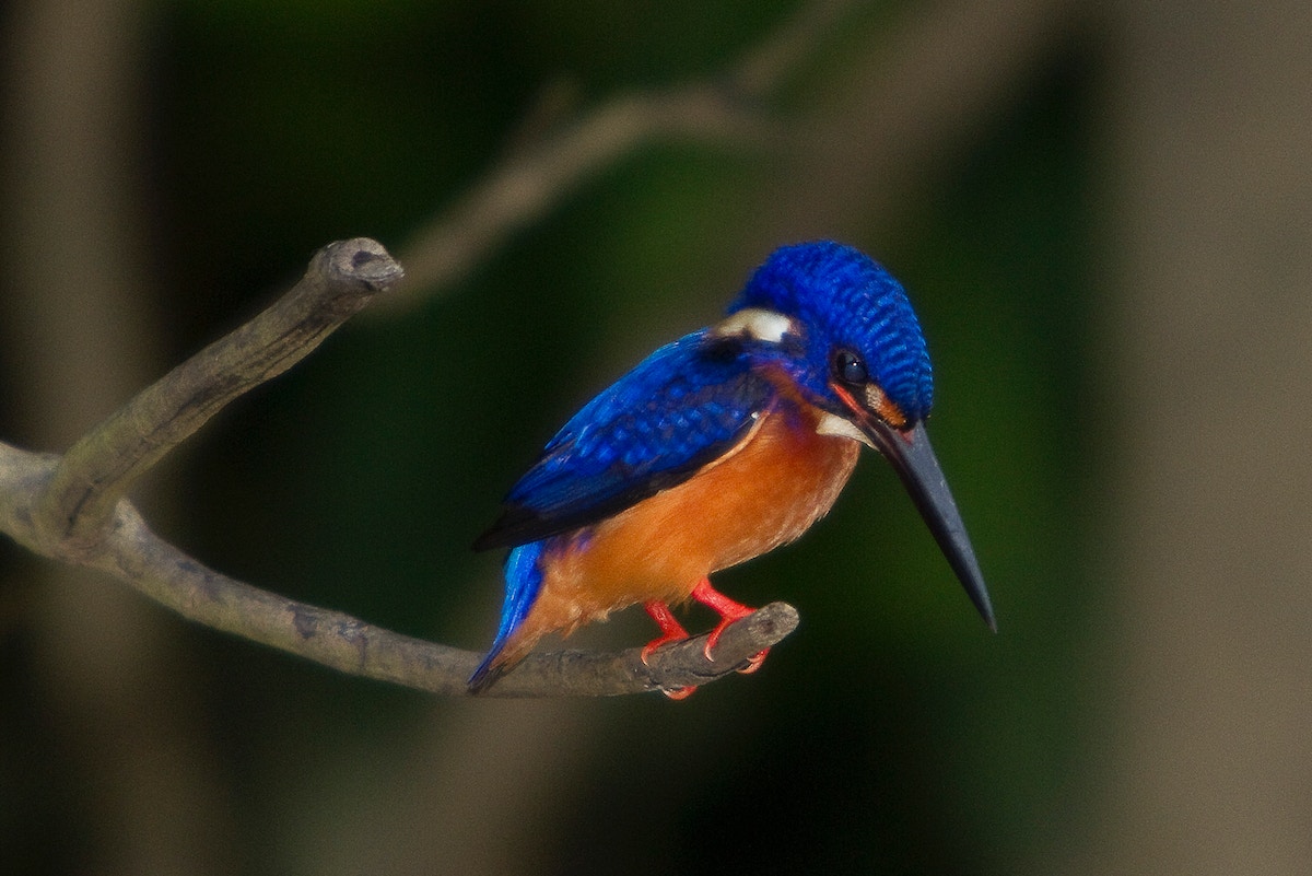 calls-grow-for-stricter-law-on-wildlife-trafficking-in-indonesia