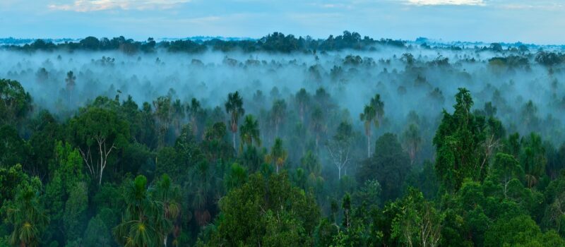 how-(and-why)-to-develop-a-credible-deforestation-policy-in-2024