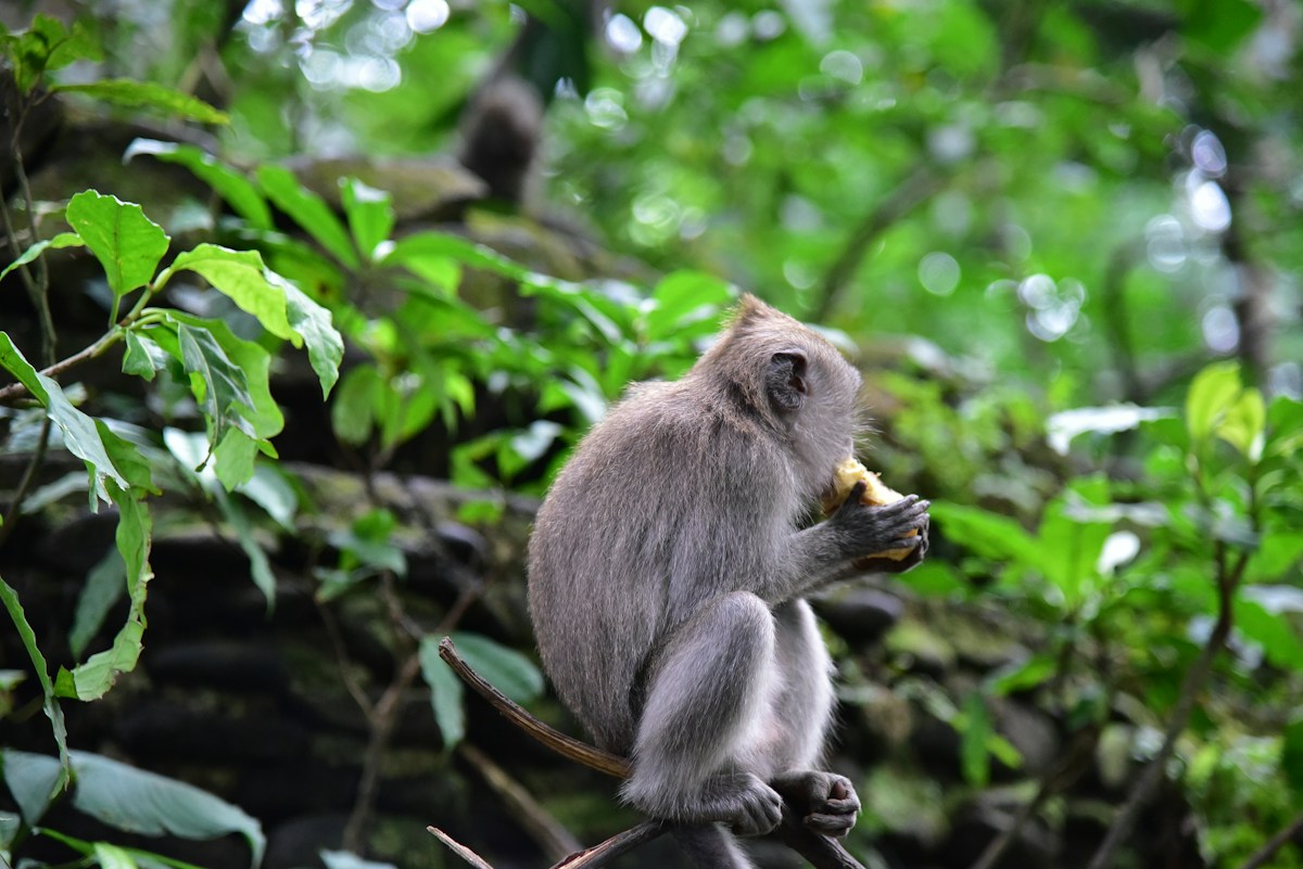how-fig-trees-could-revolutionise-reforestation-and-tourism-in-borneo