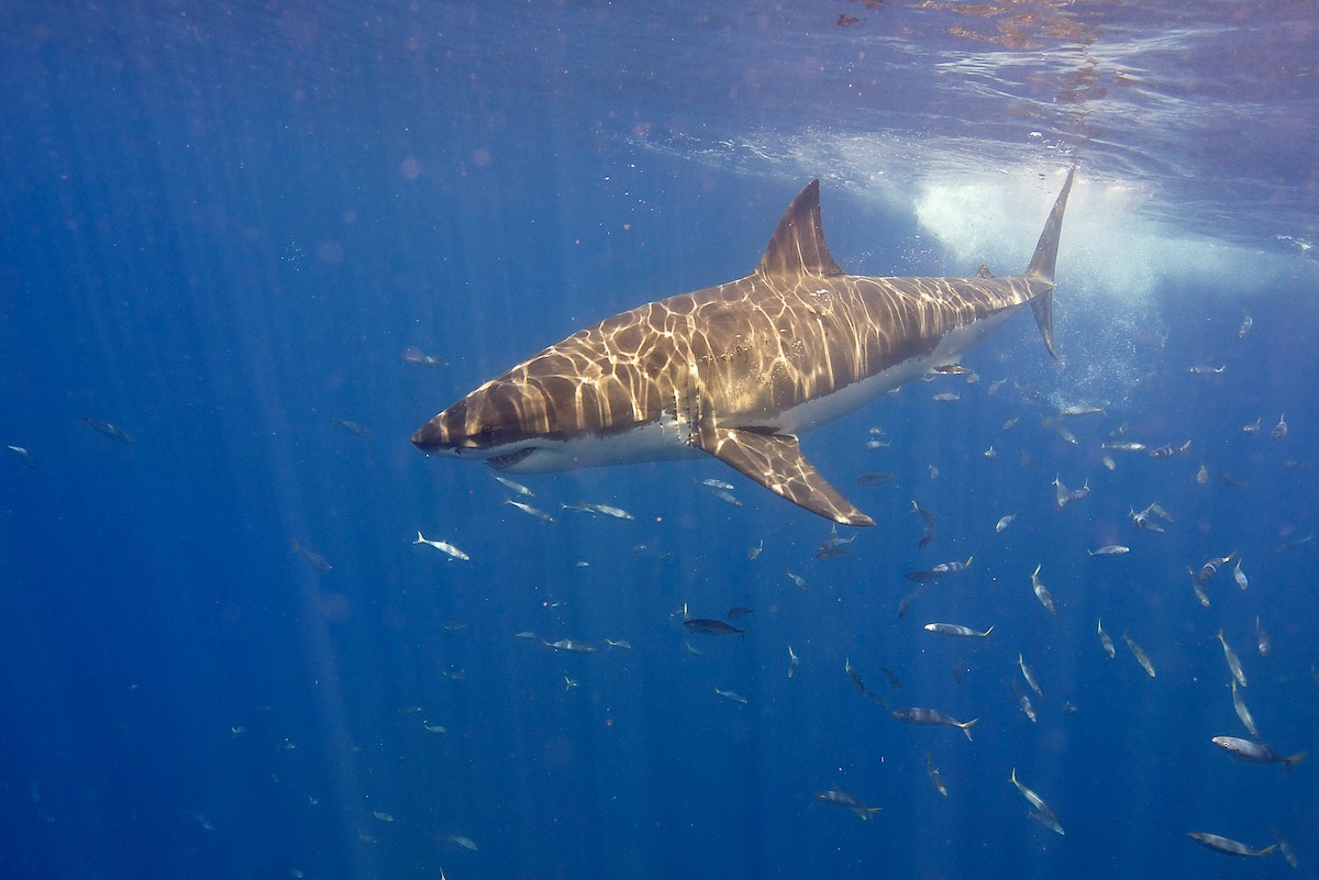 rising-global-shark-mortality-rates-persist-despite-bans-on-finning,-reveals-study