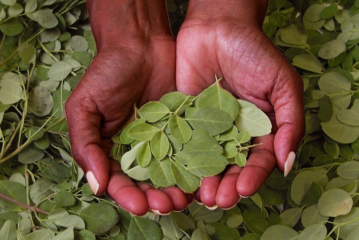 bangladeshi-farmers-eye-moringa’s-dual-potential-as-climate-and-economic-solution