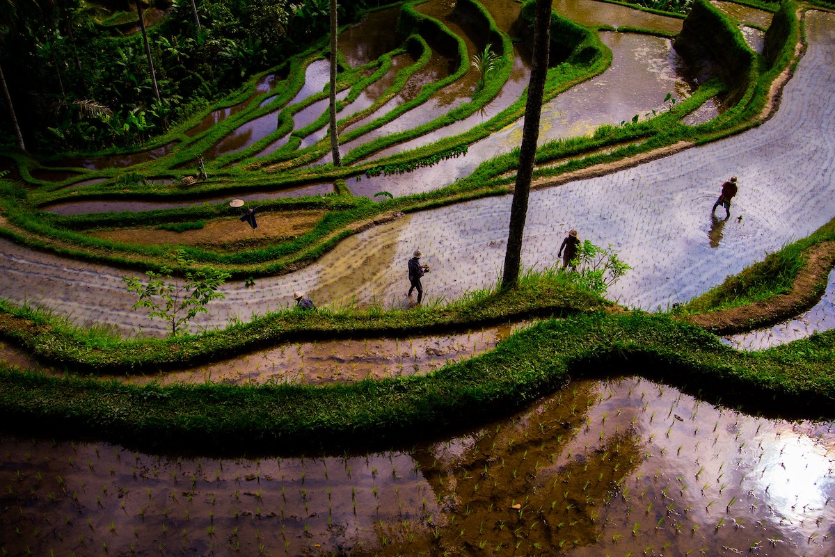 maluku-farmers-struggle-with-el-nino-induced-drought-amid-soaring-rice-prices-in-indonesia
