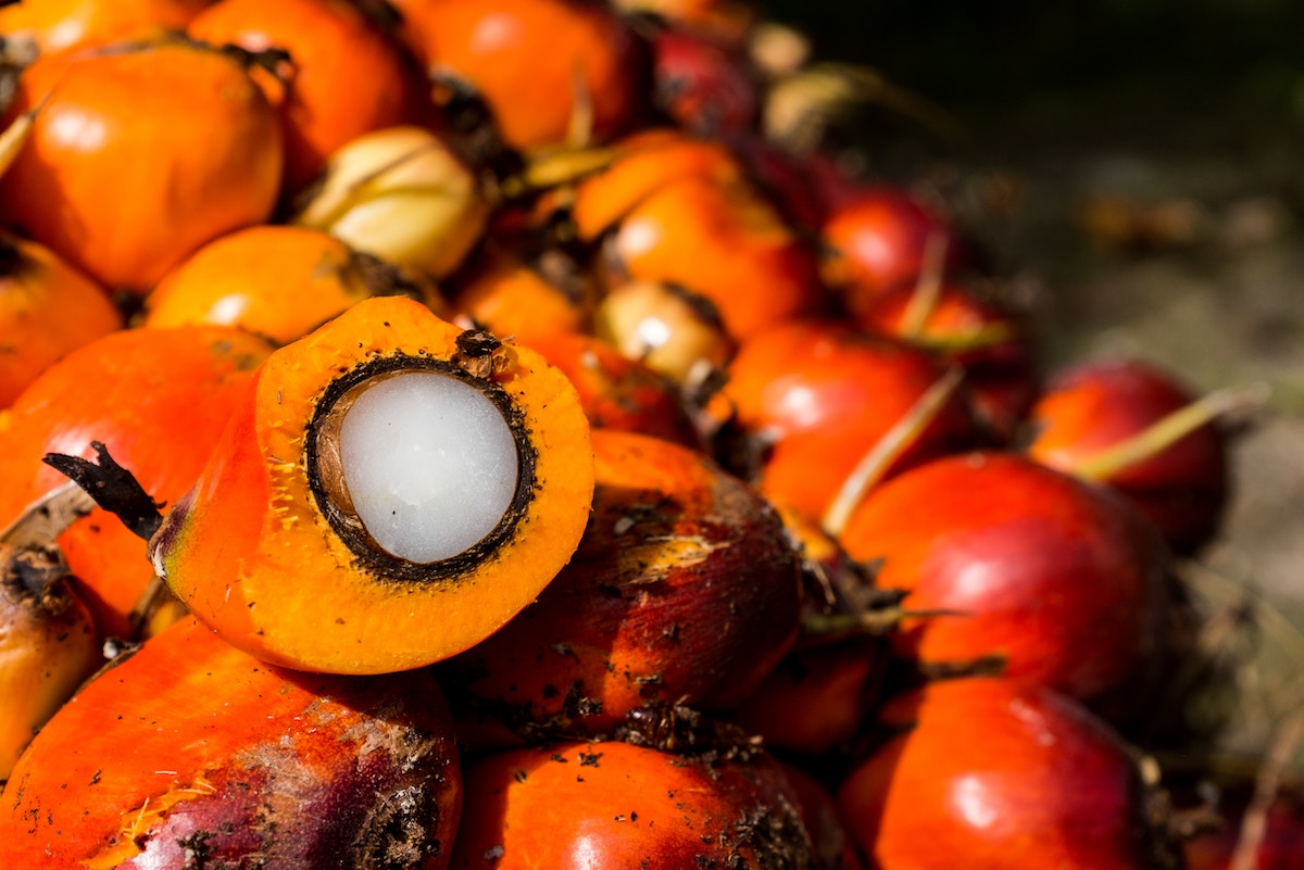 innovative-tool-designed-to-assist-palm-oil-firms-comply-with-deforestation-regulations