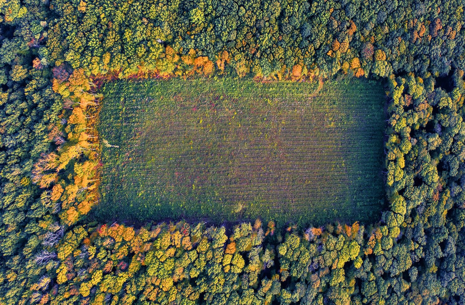 the-newest-biodiversity-reporting-standard:-what-you-should-know