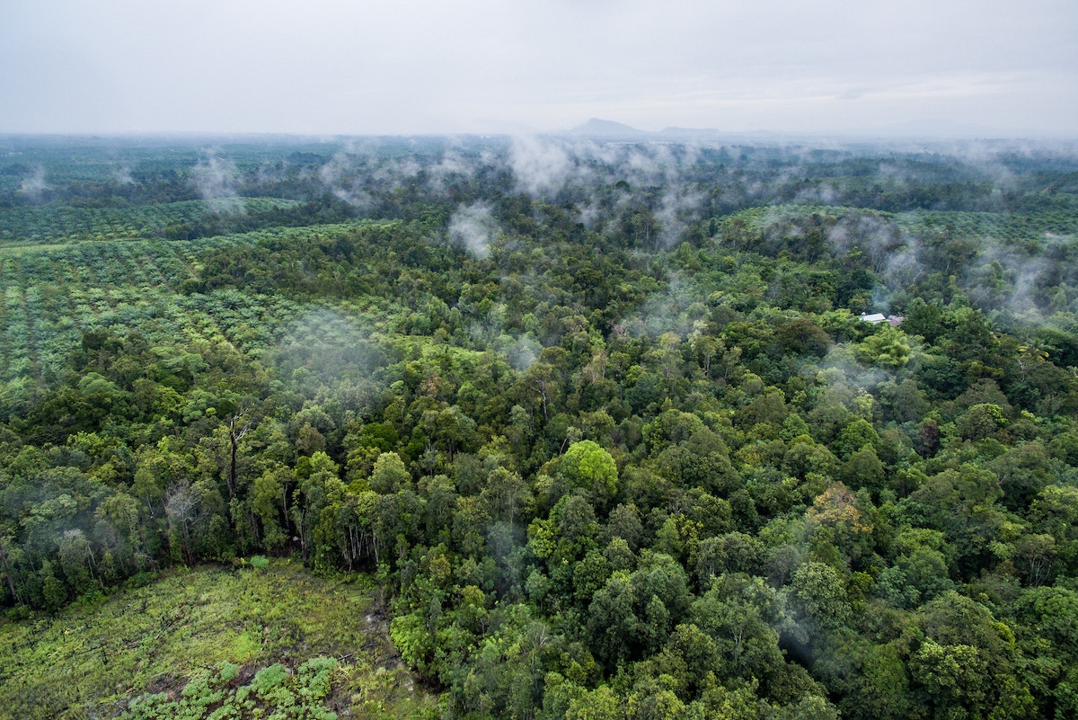 a-call-to-financial-institutions:-work-with-palm-oil-stakeholders-to-scale-climate-action