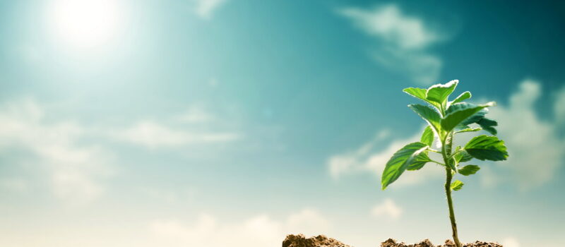 simplifying-sustainability:-4-concepts-to-power-our-purpose