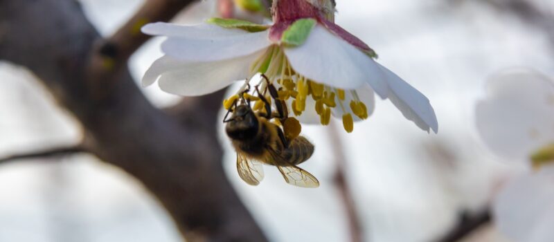 kroger,-whole-foods-adopt-buying-policies-that-protect-bees