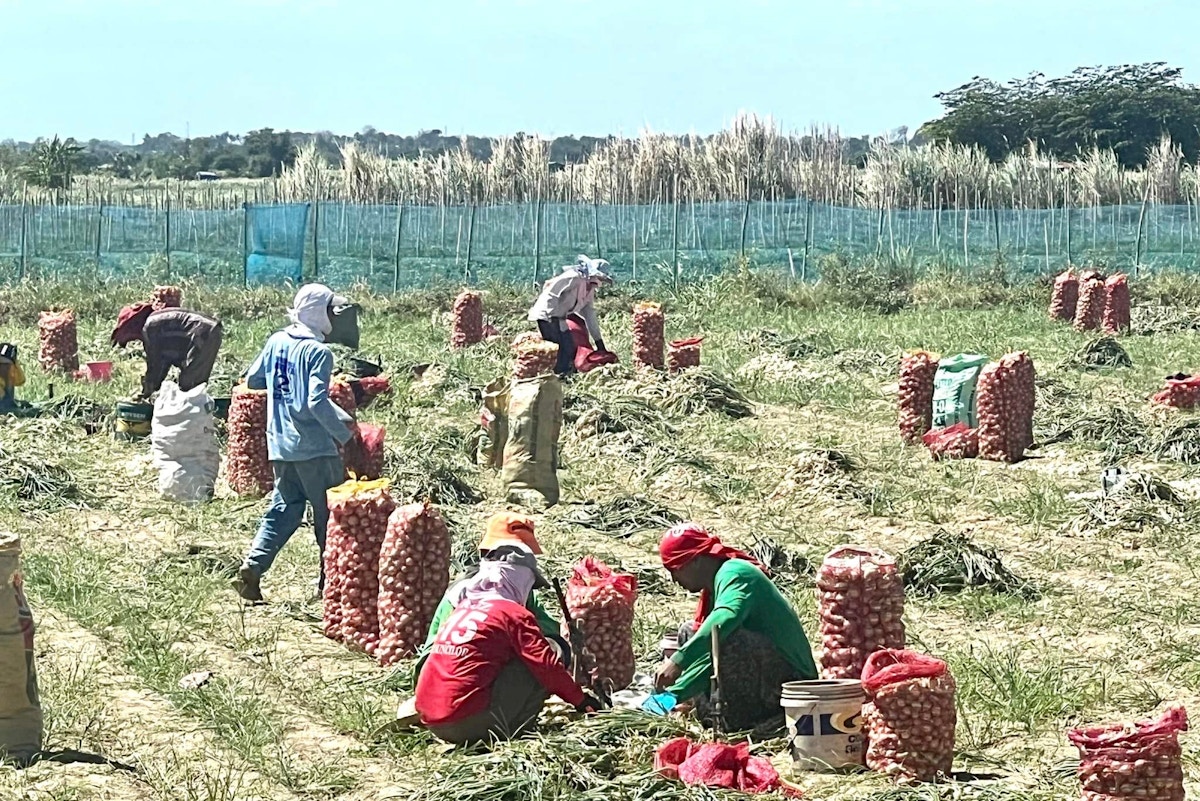 mechanisation,-manpower-and-mindset: the-root-causes-of the-philippines’ agriculture-woes?