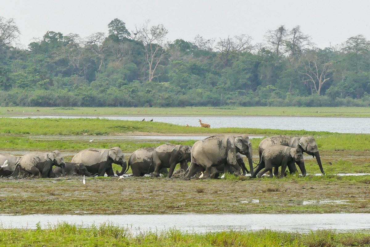 india-bets-on-green-credits,-but-could-they-reward-deforestation?