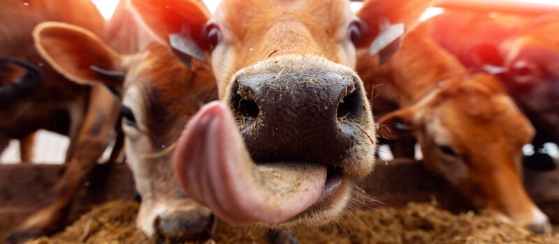 3-key-strategies-for-transforming-the-beef-industry