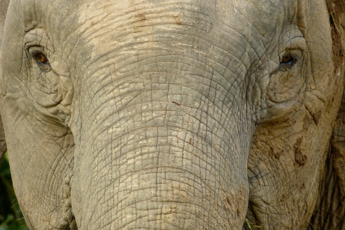 un-investigates-contentious-forest-carbon-pact-in-malaysian-borneo
