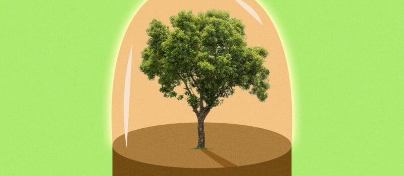 why-businesses-should-stop-planting-trees-and-start-protecting-forests