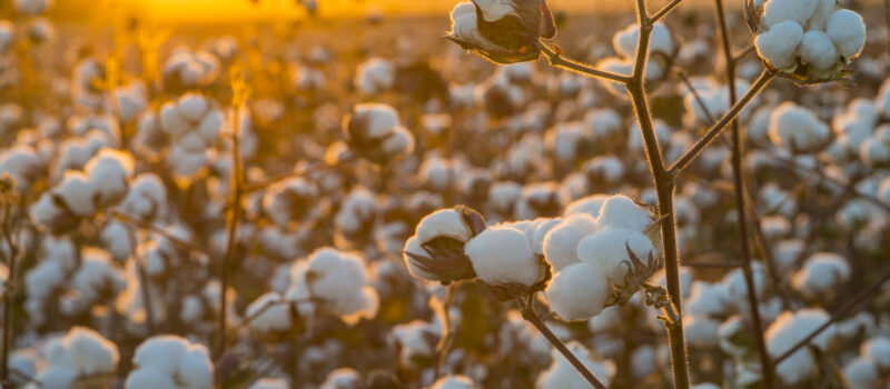 how-fashion-giants-are-tackling-water-risks-in-cotton-supply-chains