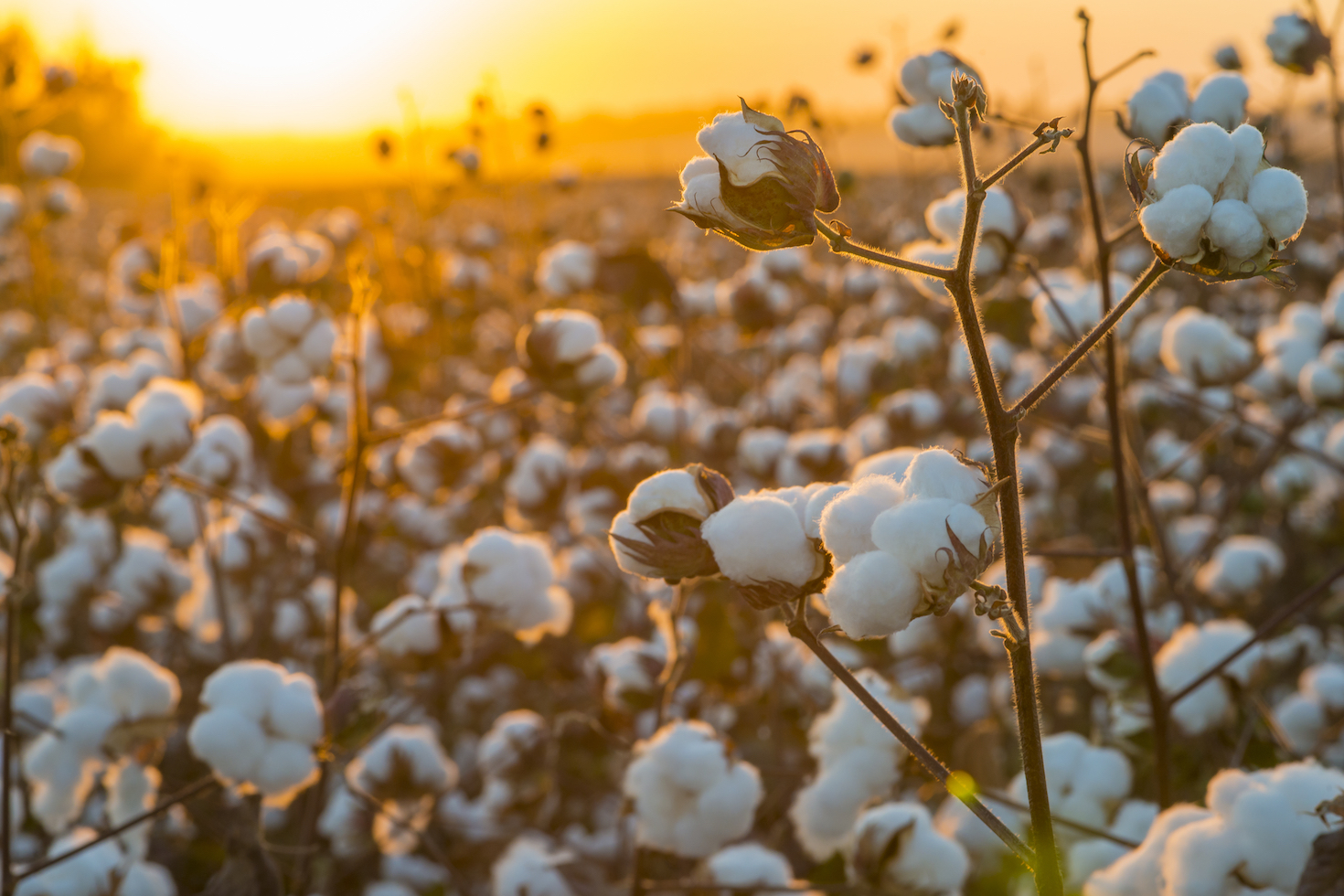 how-fashion-giants-are-tackling-water-risks-in-cotton-supply-chains