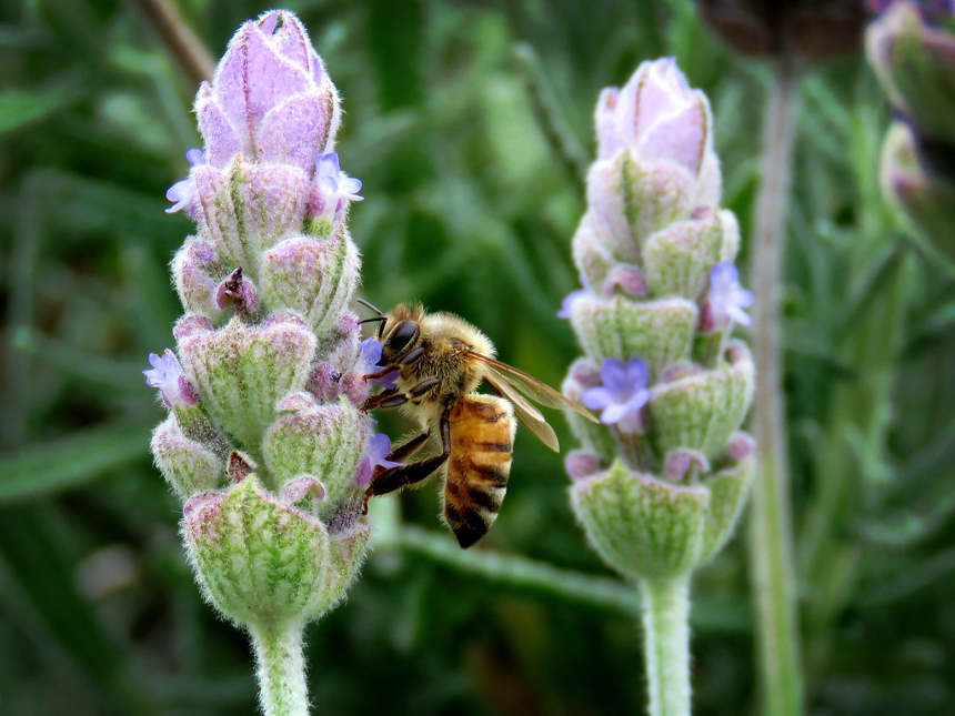 imminent-insect-demise-means-global-food-web-is-on-verge-of-collapse