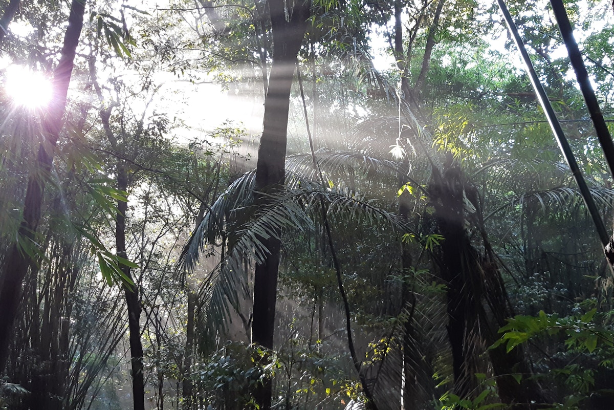 singapore-gears-up-for-major-campaign-to-revitalise-nature,-carbon-markets