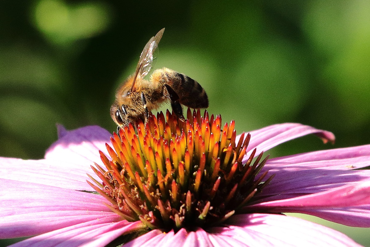 in-an-australian-tomato-farm,-drones-take-the-place-of-bees