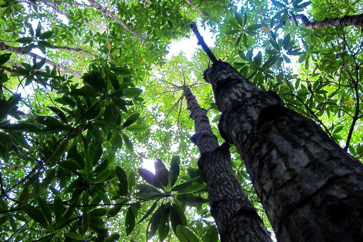 carbon-industry-watchdog-approves-first-‘high-integrity’-credit-certifiers-in-bid-for-market-confidence
