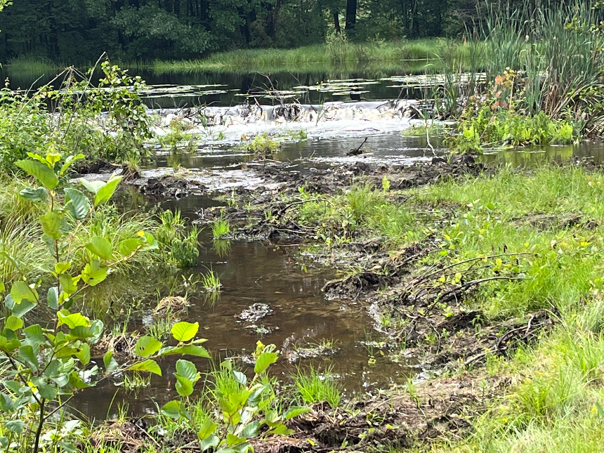 how-can-we-make-way-for-water?-by-restoring-wetlands