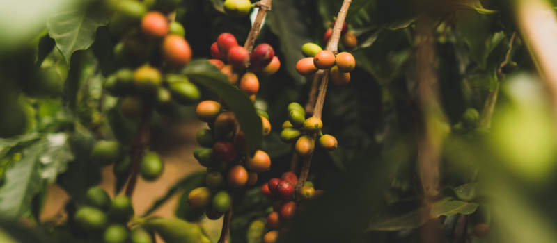 cotierra’s-biochar-tech-aims-to-enrich-colombia’s-coffee-industry