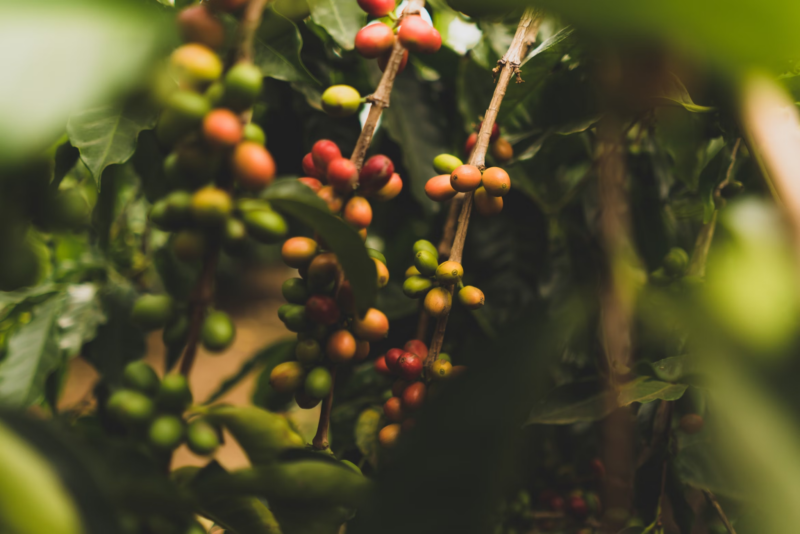 cotierra’s-biochar-tech-aims-to-enrich-colombia’s-coffee-industry