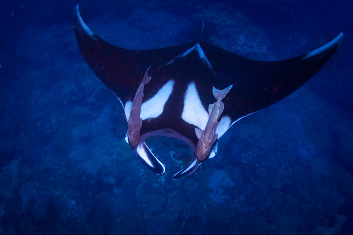 climate-change-‘bait-and-switch’-threatens-sharks-and-rays
