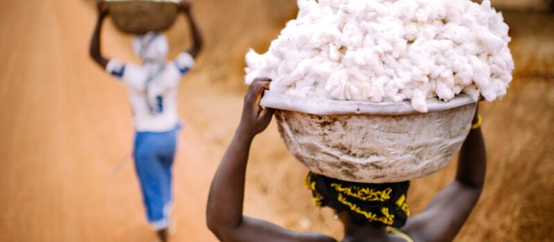 ngo-links-h&m-and-zara-cotton-to-deforestation-in-brazil’s-cerrado