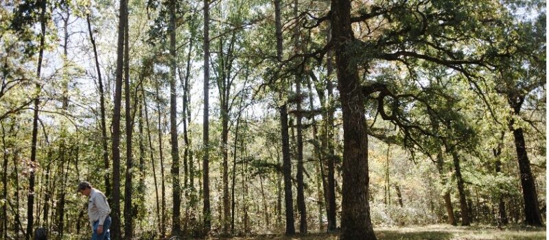 protecting-forests-through-better-forest-management