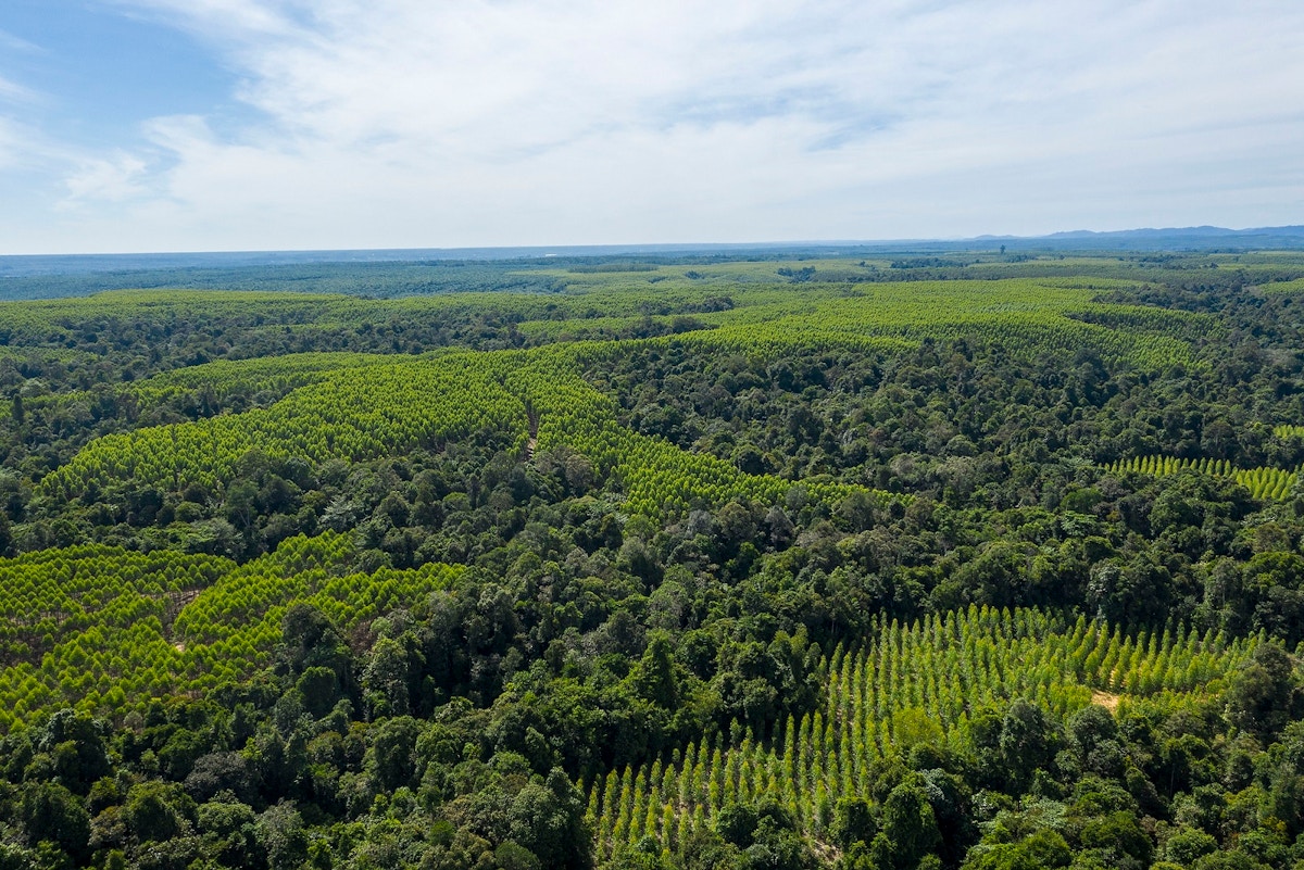 why-progress-beats-perfection-in-safeguarding-nature-and-biodiversity-among-asean-businesses