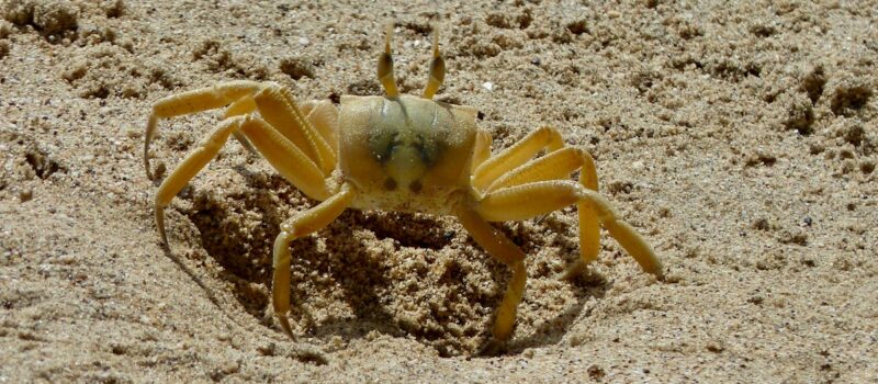imperilled-by-ocean-acidification:-senegal’s-shellfish-sector