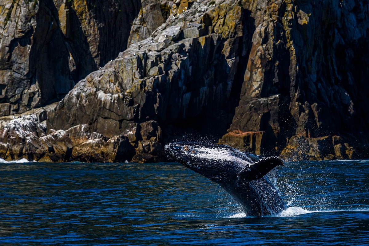 saving-whales,-one-rope-at-a-time
