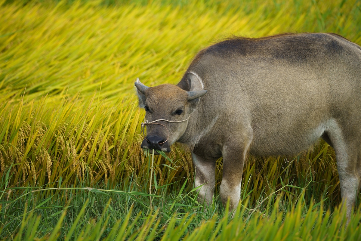 why-do-environmentalists-oppose-genetically-modified-‘golden-rice’?