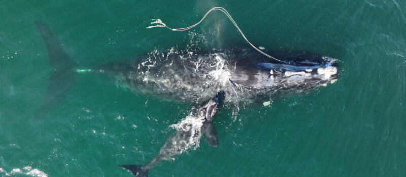 want-your-community-to-take-action-on-ambitious-climate-goals?-follow-what-maine-does