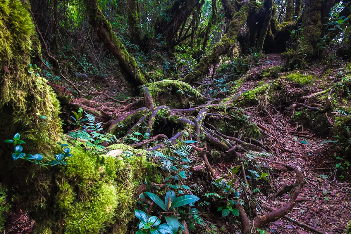over-3-million-hectares-of-malaysian-forests-at-risk-of-deforestation,-national-forest-cover-commitment at-risk