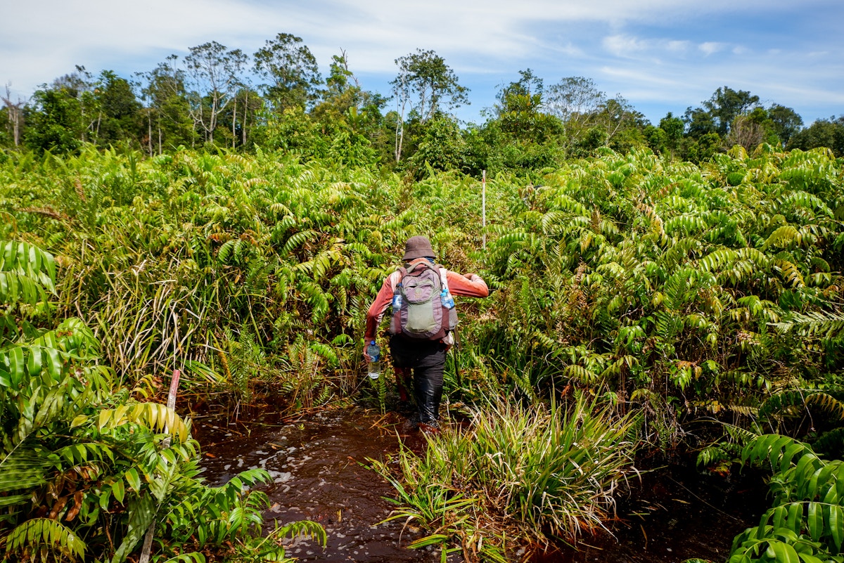 voluntary-offsets-market-value-tumbles-to-a-third-of-2021-peak