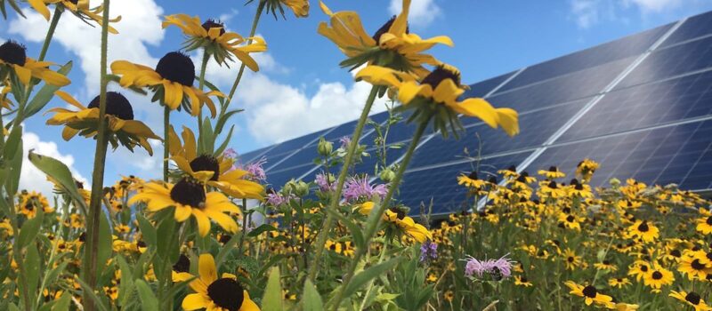 dual-harvest:-agrivoltaics-boost-food-&-energy-production-in-asia