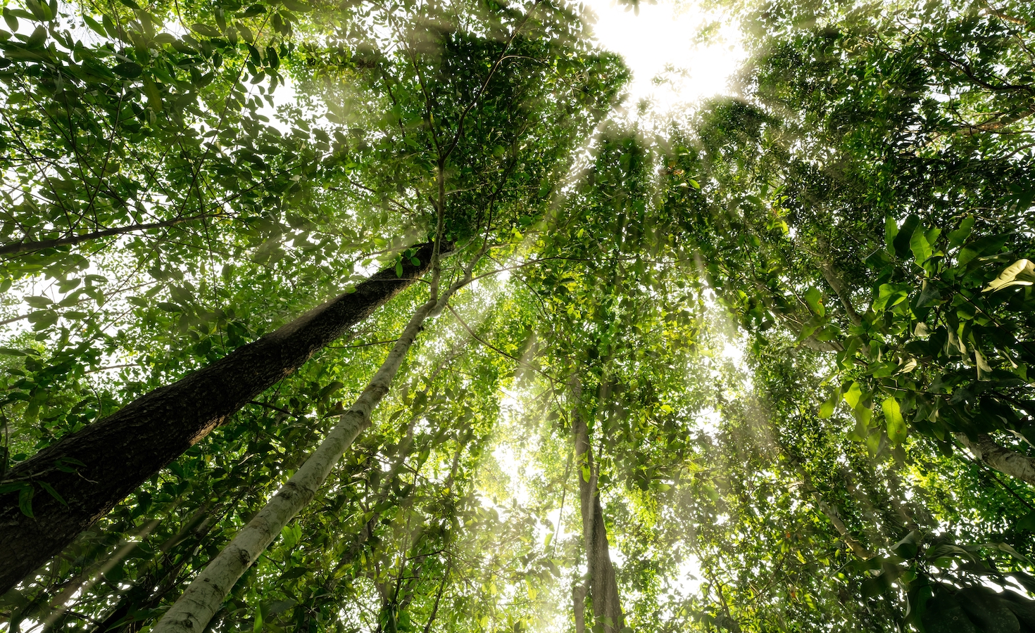 how-rethinking-carbon-markets-can-forge-a-path-to-the-green-transition