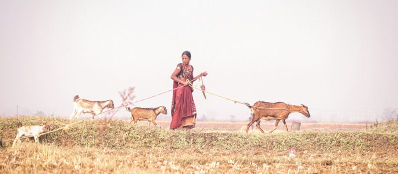 india’s-bihar-has-a-plan-for-extreme-heat.-why-are-so-many-people-dying?