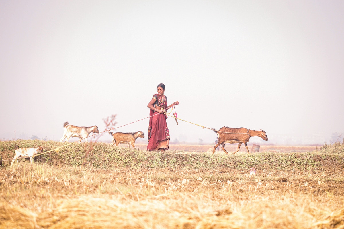 india’s-bihar-has-a-plan-for-extreme-heat.-why-are-so-many-people-dying?
