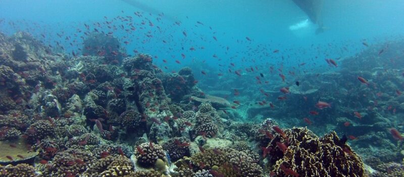 wind-industry-council-to-study-nature,-social-impacts-of-offshore-turbines-in-the-philippines